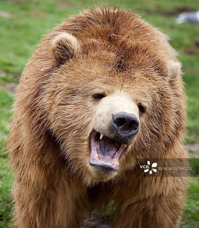 愤怒的灰熊图片素材