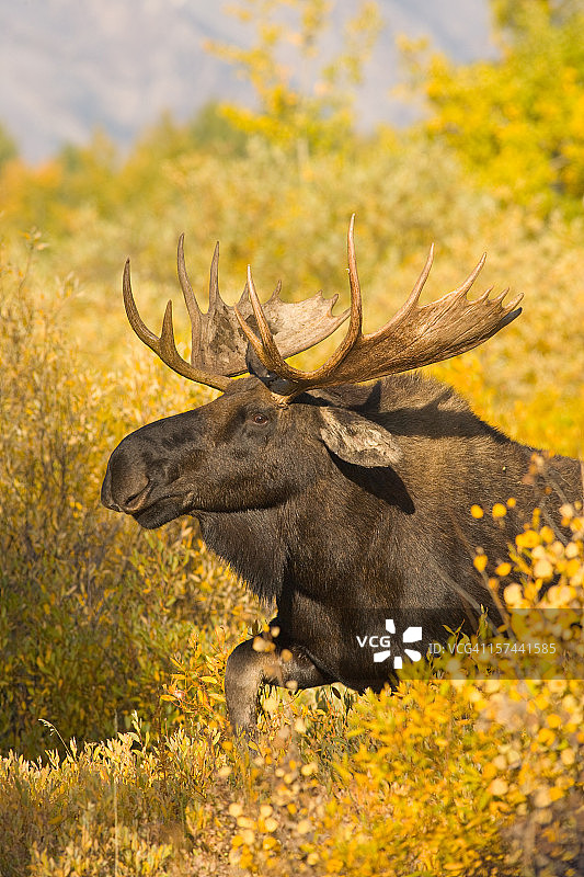 秋叶中的驼鹿图片素材