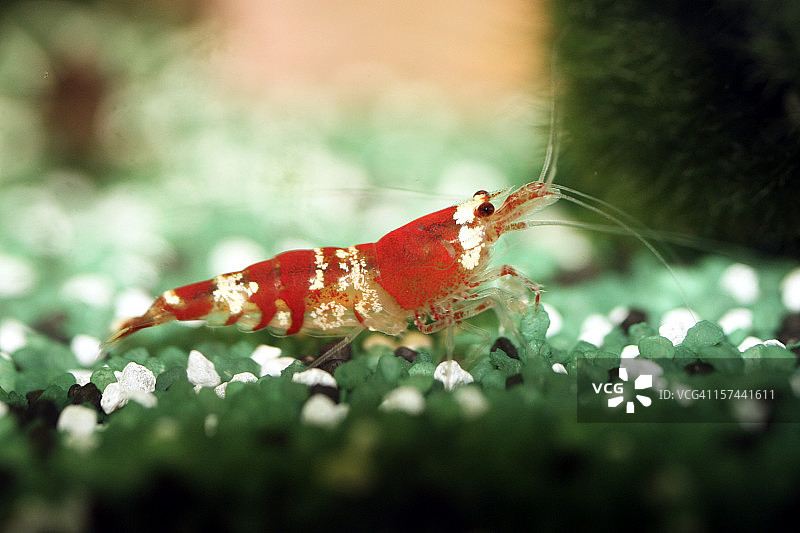 水晶红虾图片素材