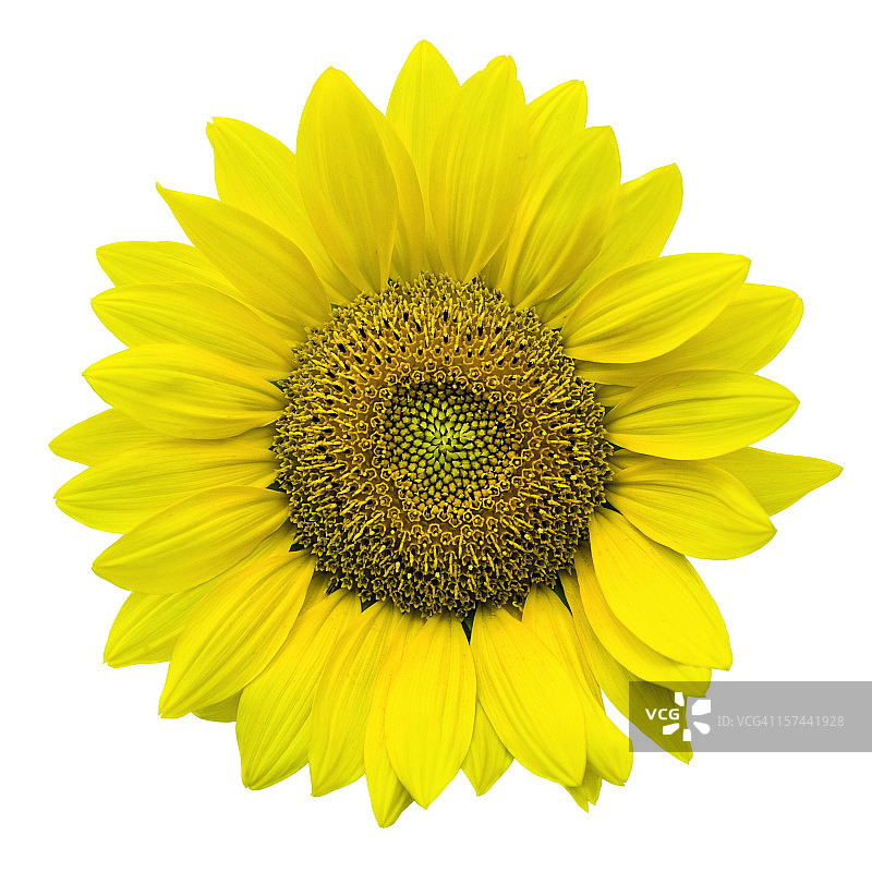 向日葵抠图，白色背景图片素材
