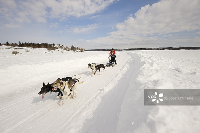 在耶洛奈夫的北极地区参加狗拉雪橇比赛的女人图片素材