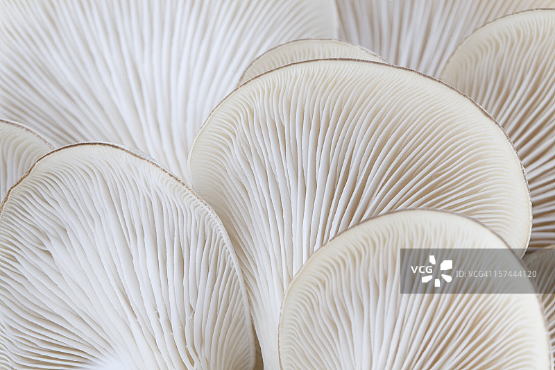 白色平菇特写图片素材