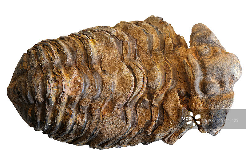 三叶虫图片素材