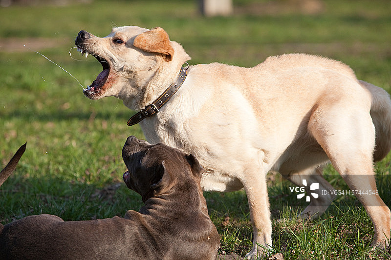 拉布拉多犬和小斗牛梗玩耍图片素材