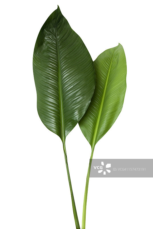 白色背景上的热带绿叶，带裁剪路径图片素材