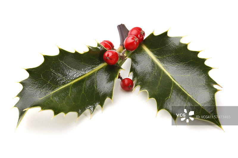 带有浆果的真正冬青树枝图片素材