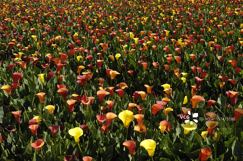 彩色马蹄莲花田图片素材