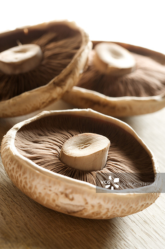 褐菇图片素材