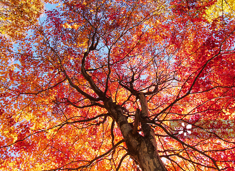 秋天的颜色图片素材