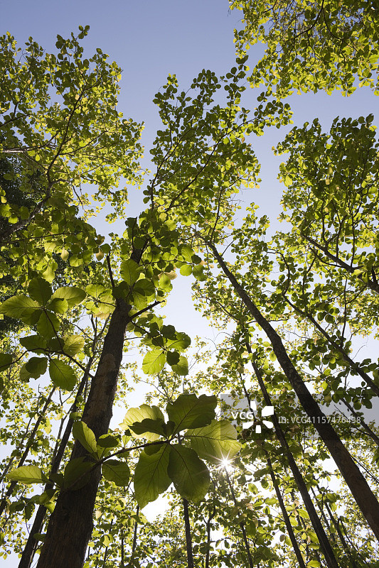 柚木森林树冠图片素材