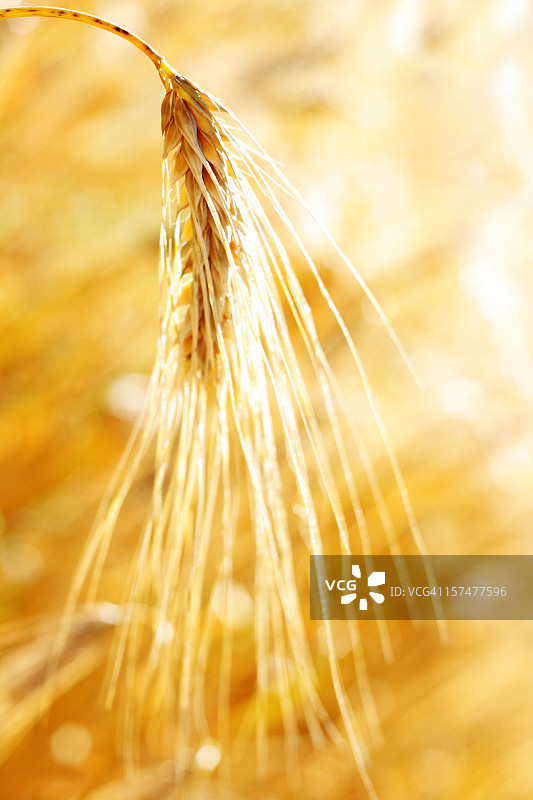 黑麦宏观图片素材