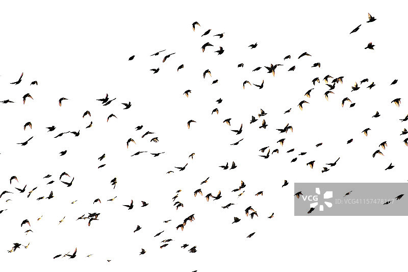 鸟群 - 隔离图片素材
