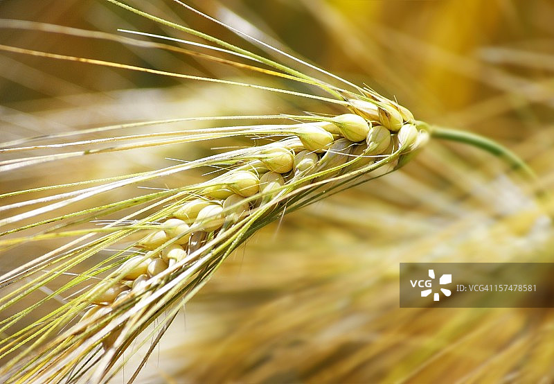 黑麦微距摄影图片素材