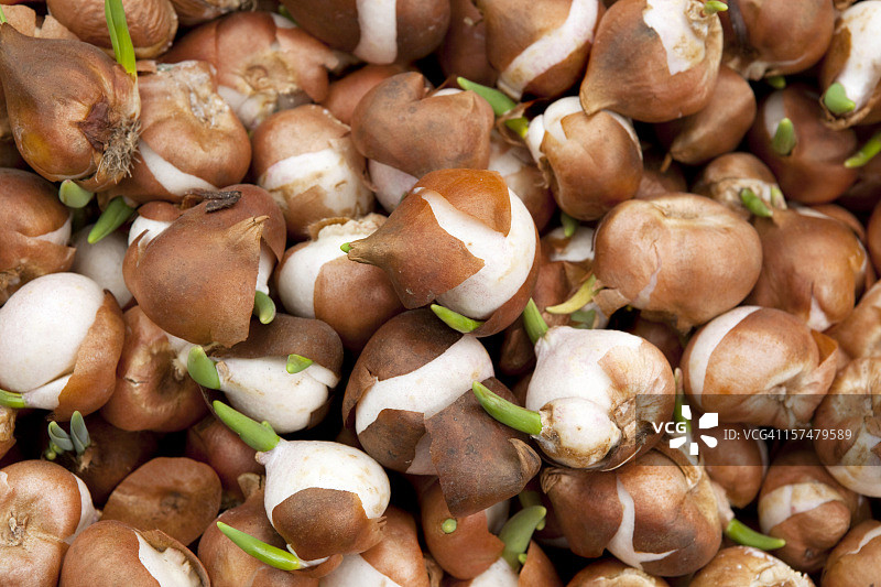 阿姆斯特丹市场的郁金香球茎图片素材