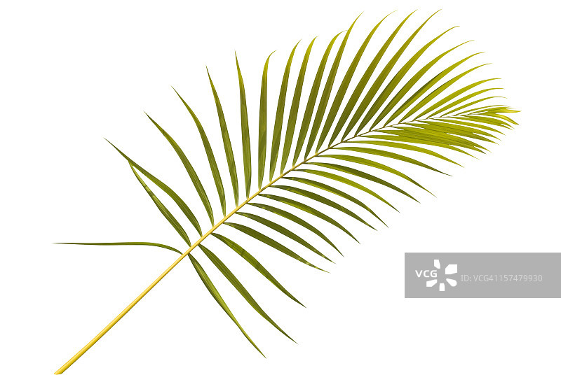 白色背景棕榈叶图片素材