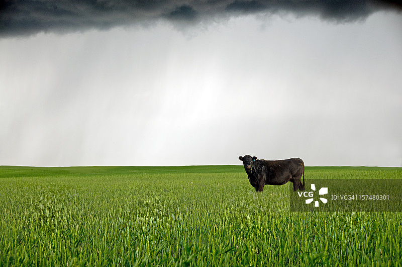麦田上的乌云和母牛图片素材