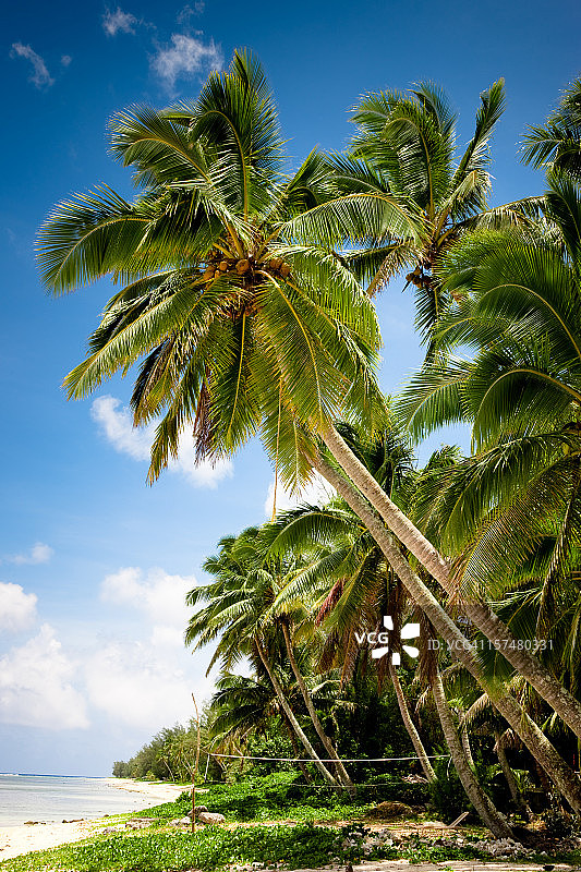 田园诗般的热带棕榈海滩图片素材
