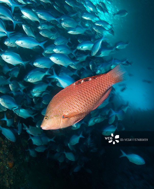 红猪鱼图片素材