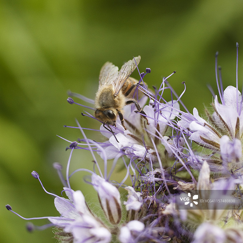 蓝紫色花朵上的蜜蜂特写图片素材