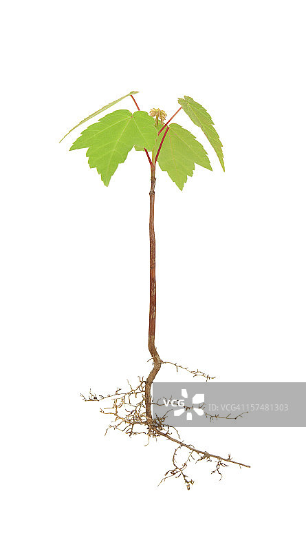 独立枫树图片素材