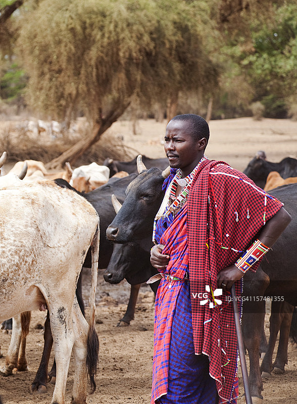 年轻的肯尼亚马赛人和他的牛图片素材