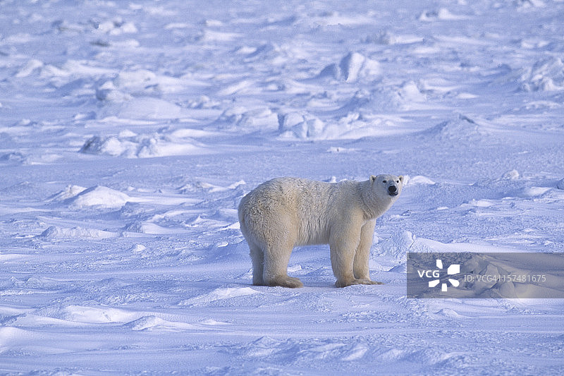 一只站在冰冷的哈德逊湾上的野生北极熊图片素材