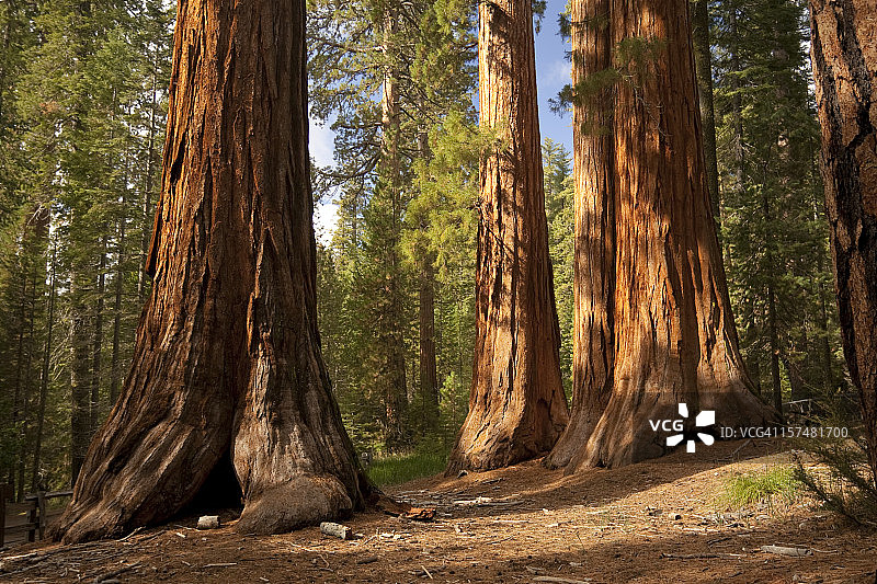 直入云霄的巨树图片素材