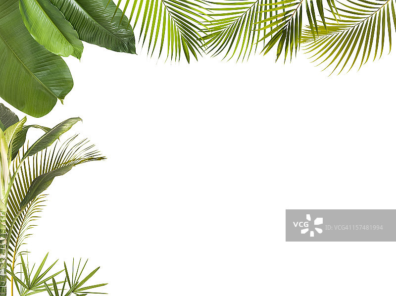 白色背景上的热带叶子边框图片素材