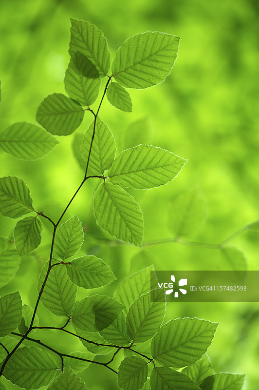 绿色山毛榉树叶图片素材