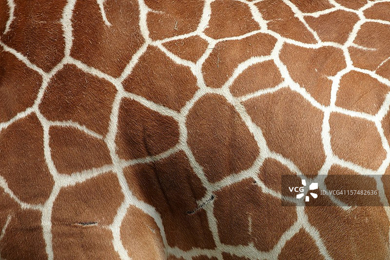 长颈鹿图案图片素材