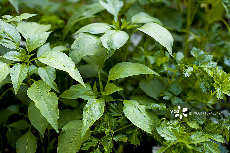 药草园图片素材