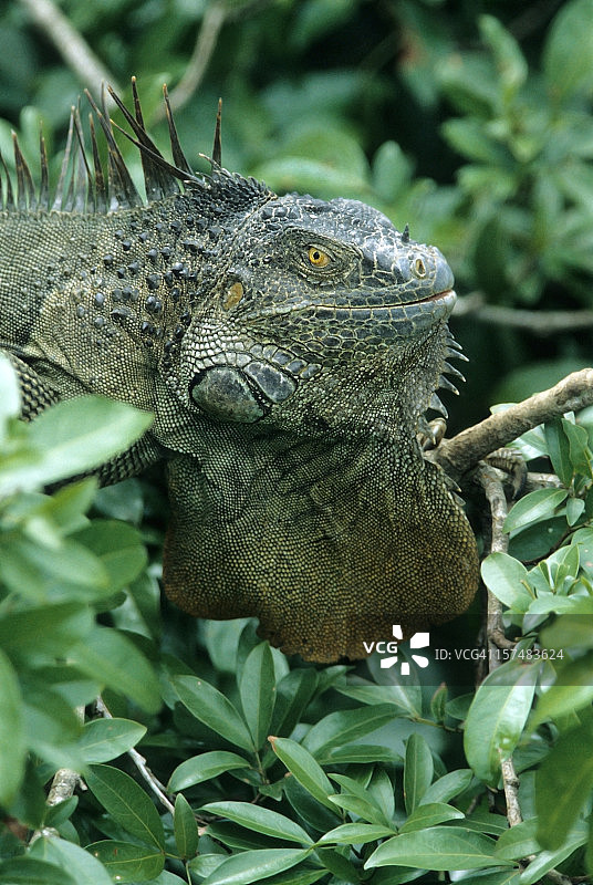 哥斯达黎加森林树木中的绿鬣蜥图片素材