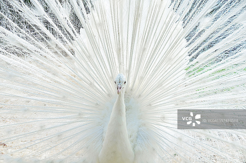 白色孔雀喷雾图片素材