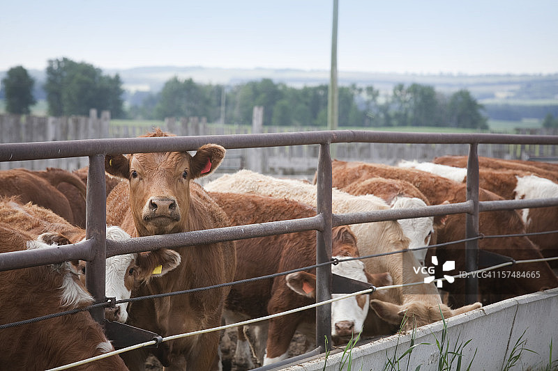好奇的奶牛图片素材