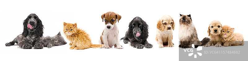 猫和狗图片素材