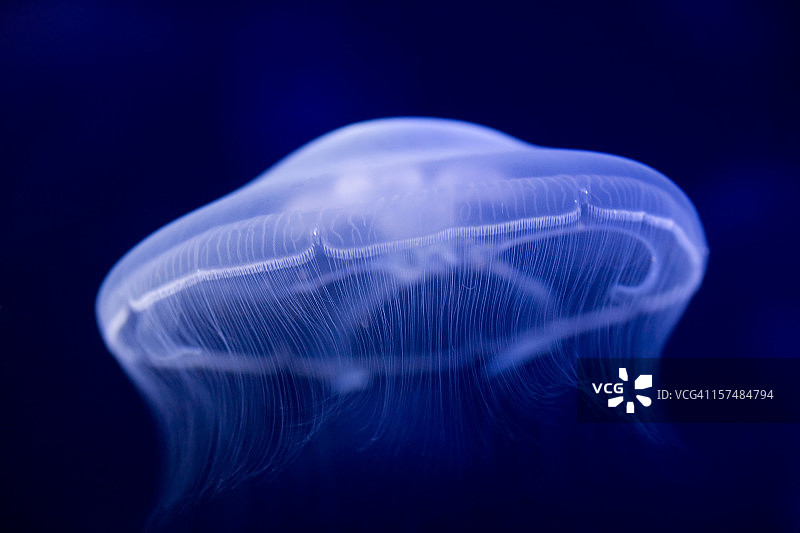 水母图片素材