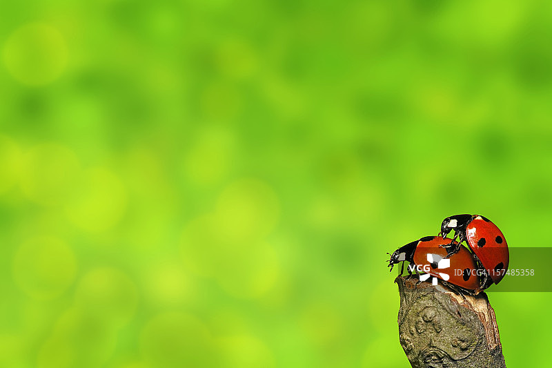 相爱的瓢虫图片素材