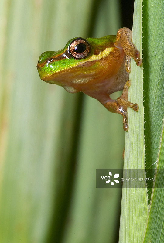 东方苔藓蛙图片素材