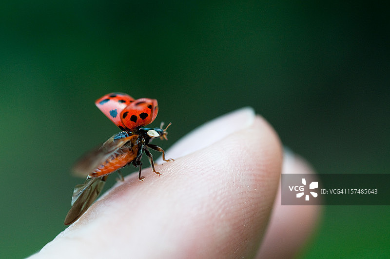 即将从指尖飞走的瓢虫图片素材