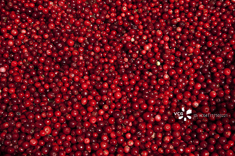 斯德哥尔摩农贸市场的越橘图片素材