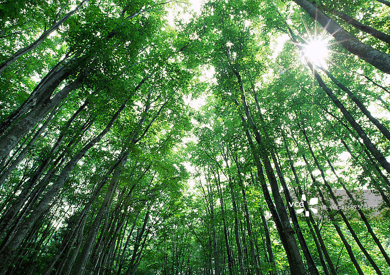 山毛榉森林图片素材