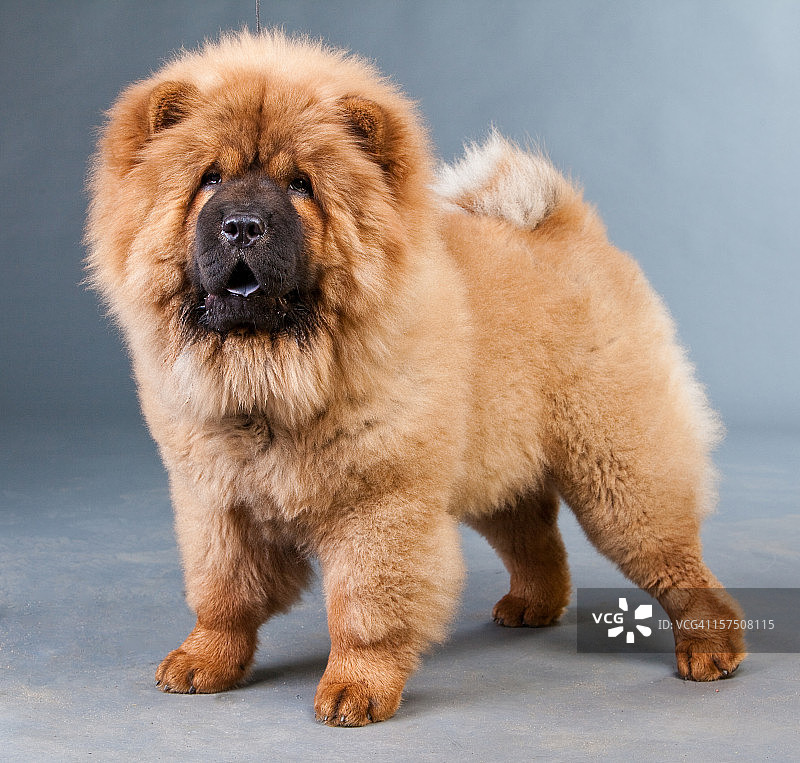 红色佛手瓜图片素材