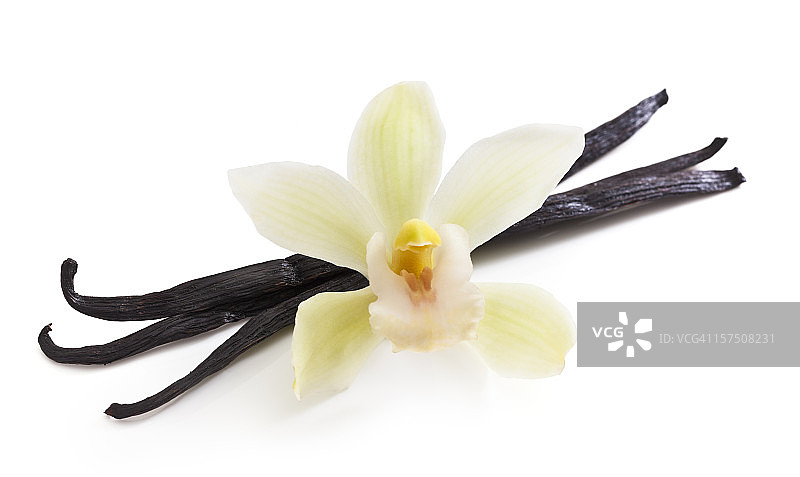 香草豆和兰花图片素材