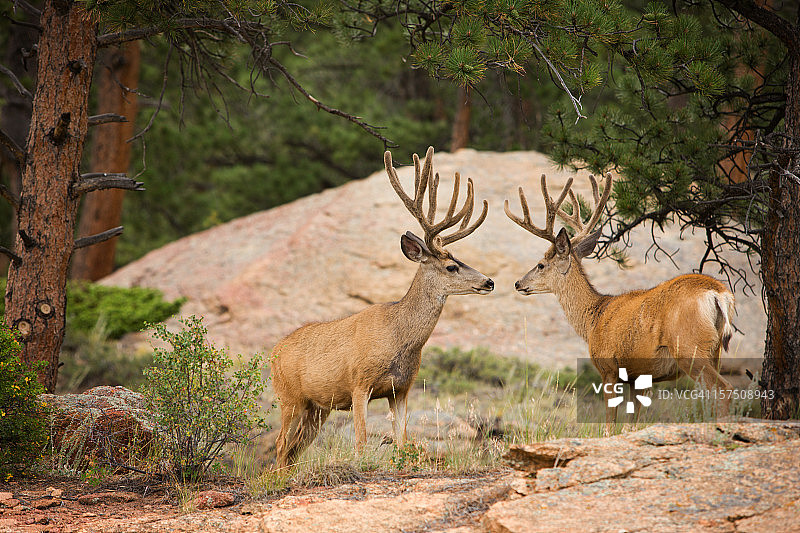 两只带角茸的雄性骡鹿图片素材