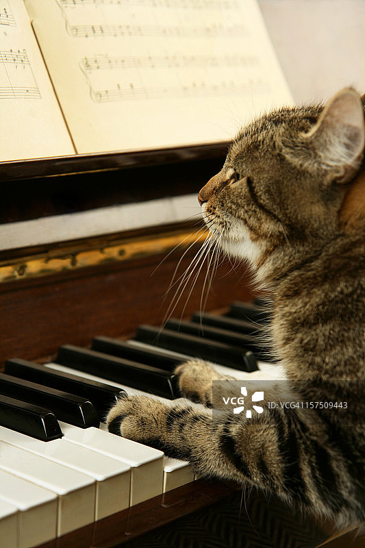 猫弹钢琴图片素材