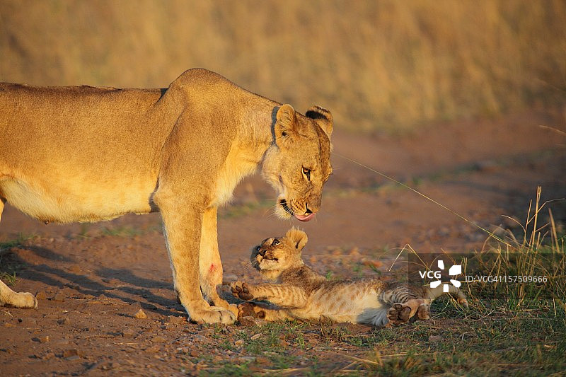 母狮和幼崽图片素材