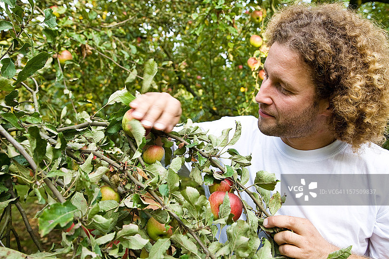 苹果作物图片素材