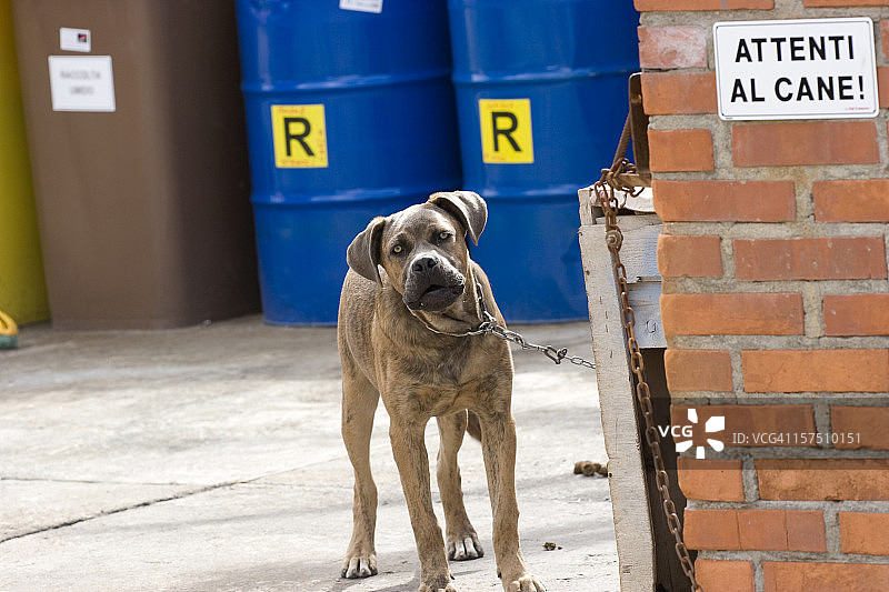 表情凶狠的看门犬图片素材