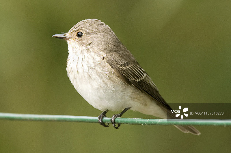 spotted Flycatcher（Muscicapa striata）图片素材