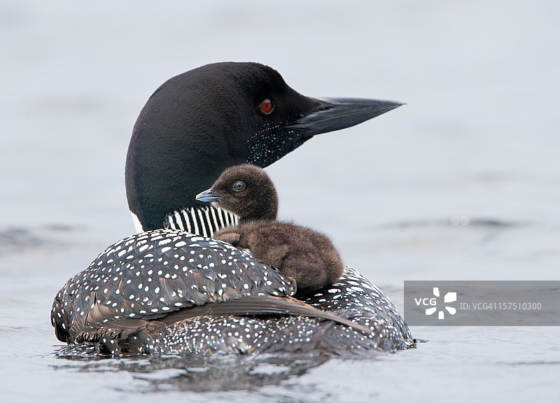带着雏鸟的潜鸟图片素材